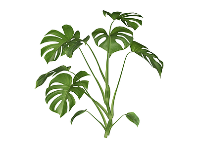 龟背竹绿植盆栽
