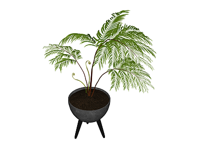 三脚架盆栽蕨类植物