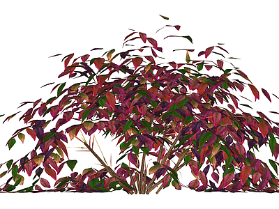 红叶灌木绿植模型