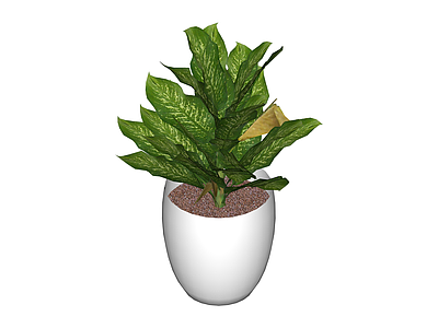 白盆绿植盆栽