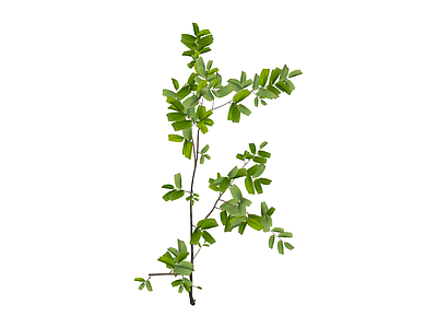 带叶细枝植物