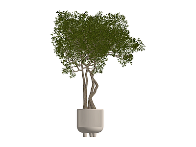 盆栽绿植景观树