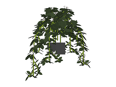 垂吊绿植盆栽