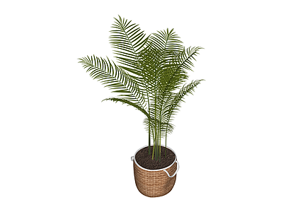 盆栽绿植（带编织花盆）