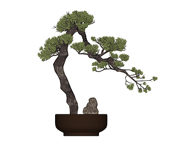 带盆松树盆景