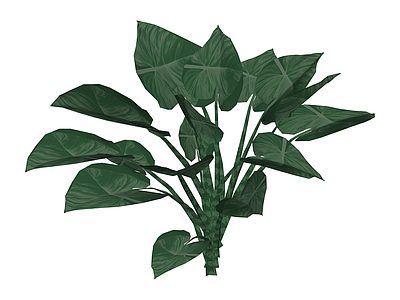 深绿阔叶盆栽植物