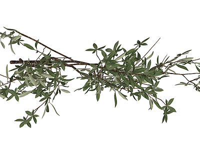 仿真橄榄枝植物素材