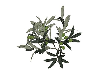 带果橄榄枝植物组件