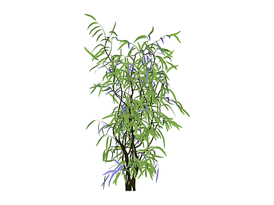 蓝花垂枝植物
