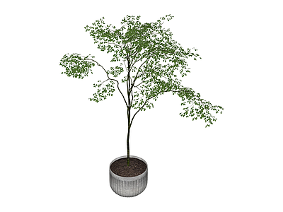 带盆绿植盆栽