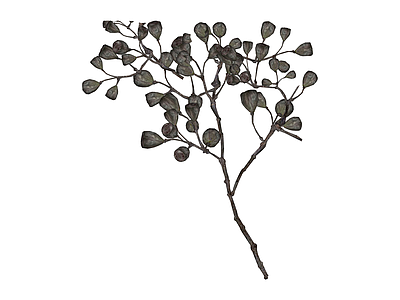 干燥植物果实枝条