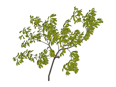 带盆绿植景观树