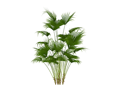 丛生散尾葵植物模型