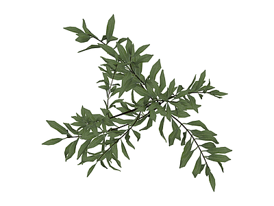 绿色灌木植物模型
