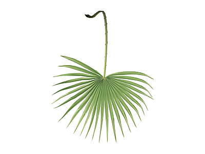 棕榈叶植物素材