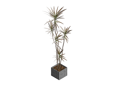 带盆盆栽植物