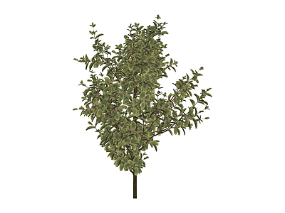 完整灌木植物模型