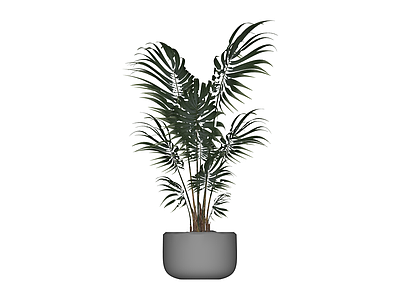 带盆绿植盆栽