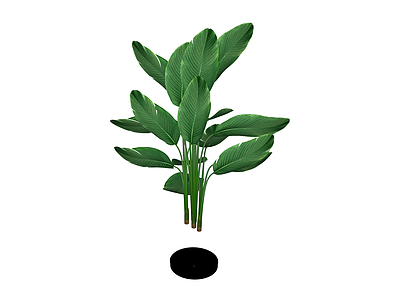 带盆绿植盆栽