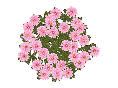 粉色花丛灌木组