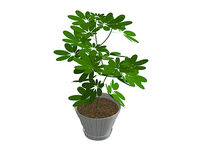 带盆绿植盆栽