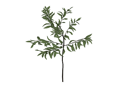 独立小叶乔木模型