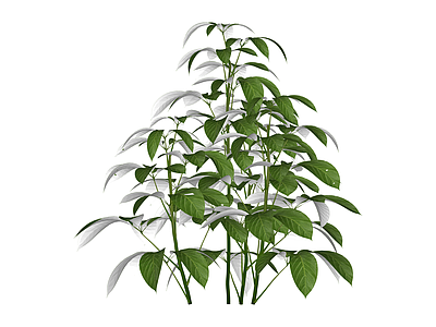 带盆绿色盆栽植物