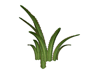 绿色带刺植物丛