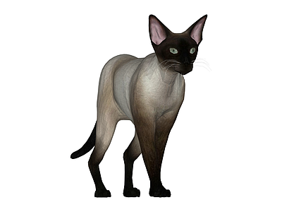 暹罗猫3D模型