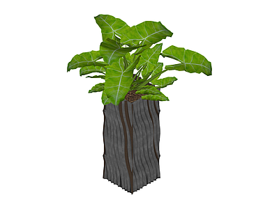 带盆绿植盆栽