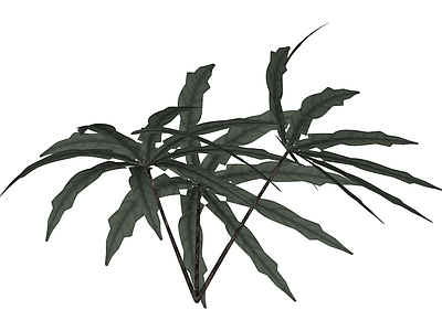 丛生散尾葵绿植模型