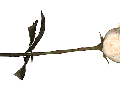 枯萎白玫瑰花枝