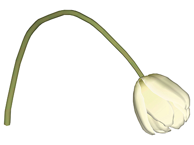 白色郁金香花卉模型