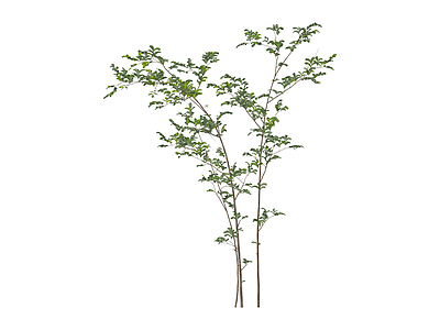 丛生灌木绿植模型