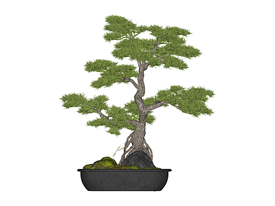 盆栽松树景观