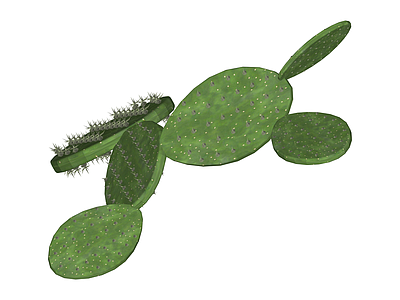 仙人掌植物模型