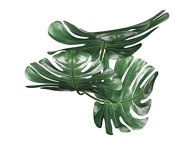 龟背竹绿植组合