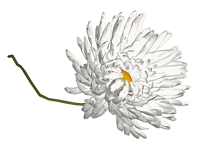 白色菊花模型