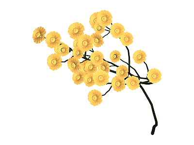 黄色干花花艺组合