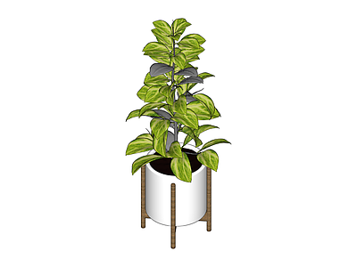 盆栽绿植组合