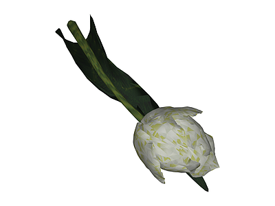 白色郁金香植物模型