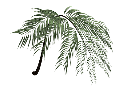 独立棕榈植物模型