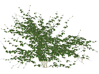 绿色灌木植物