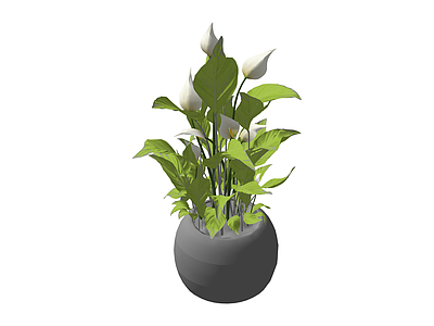 带盆绿植盆栽