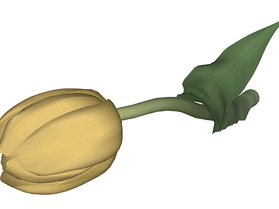 黄色郁金香植物