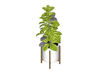 带盆绿植盆栽