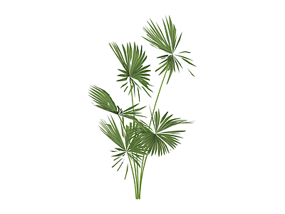 多茎扇叶植物