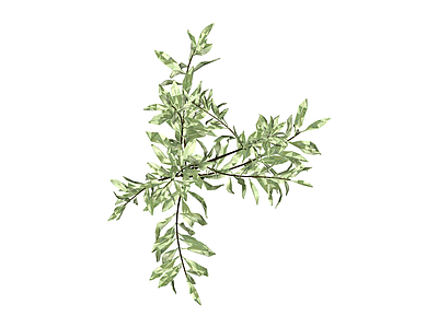 柳叶植物模型