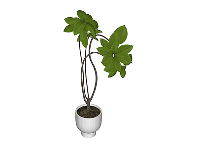 白色花盆绿植组合