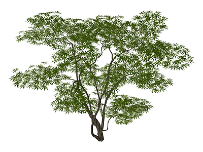绿叶乔木模型